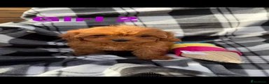 Cavapoo Puppy 5