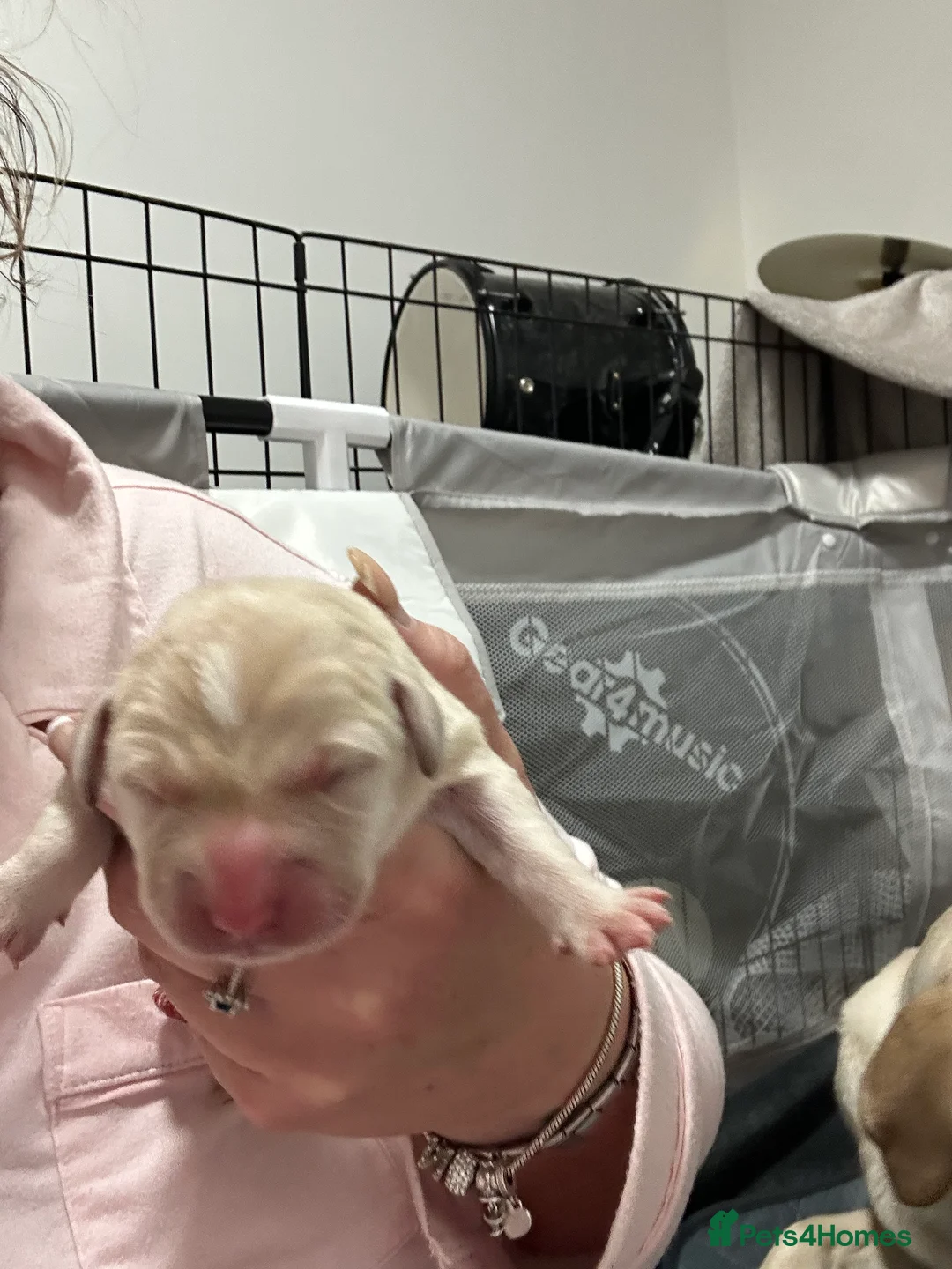 Goldador dogs for sale: Beautiful Goldador Pups  - Advert 34