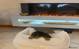 Cocker Spaniel dogs for sale: Rainbow litter cocker spaniel puppies  - Advert 15