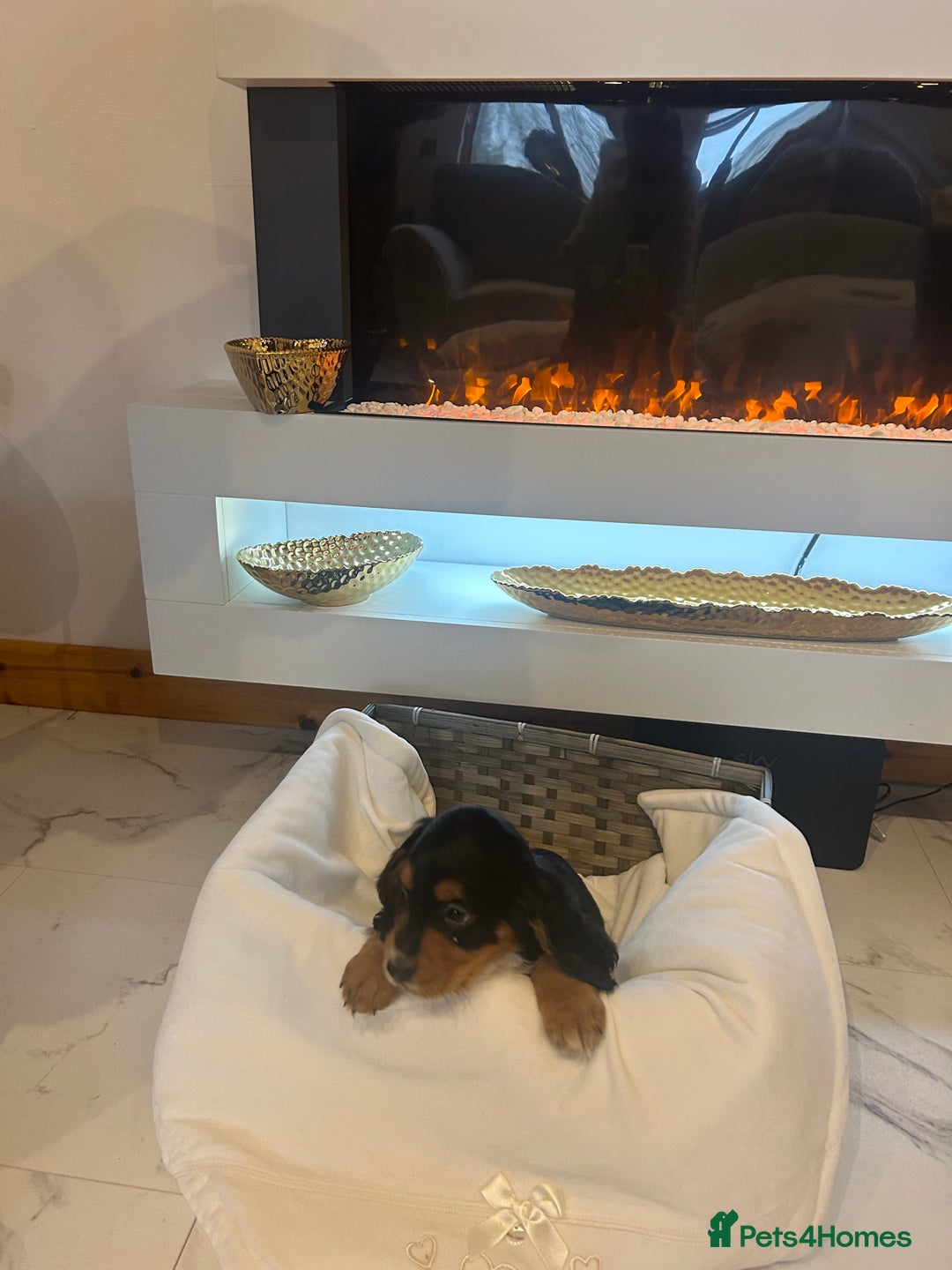 Cocker Spaniel dogs for sale: Rainbow litter cocker spaniel puppies  - Advert 15