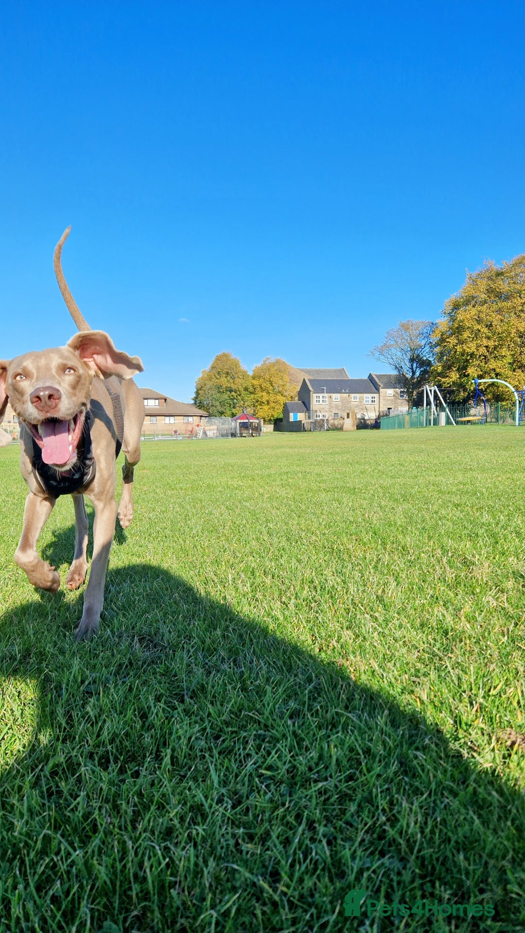 Weimaraner dogs for sale: KC Registered Weimaraner puppies - Advert 3