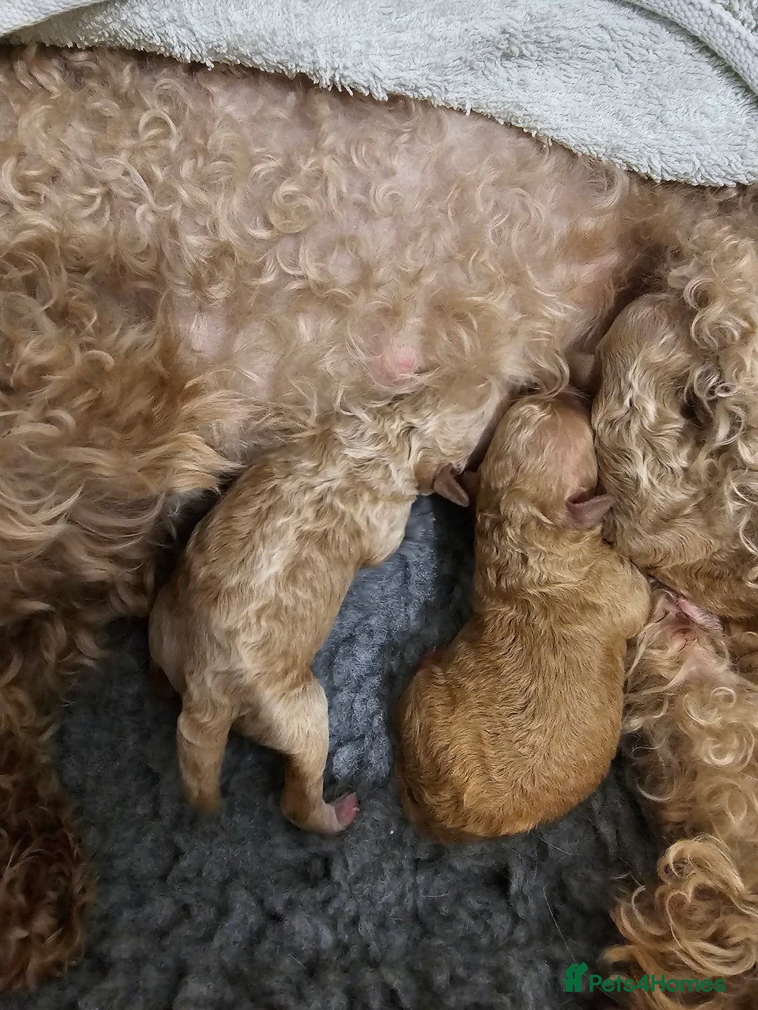 Toy Poodle dogs for sale: Toy Poodle- Red -DNA tested- KC registered - Advert 2