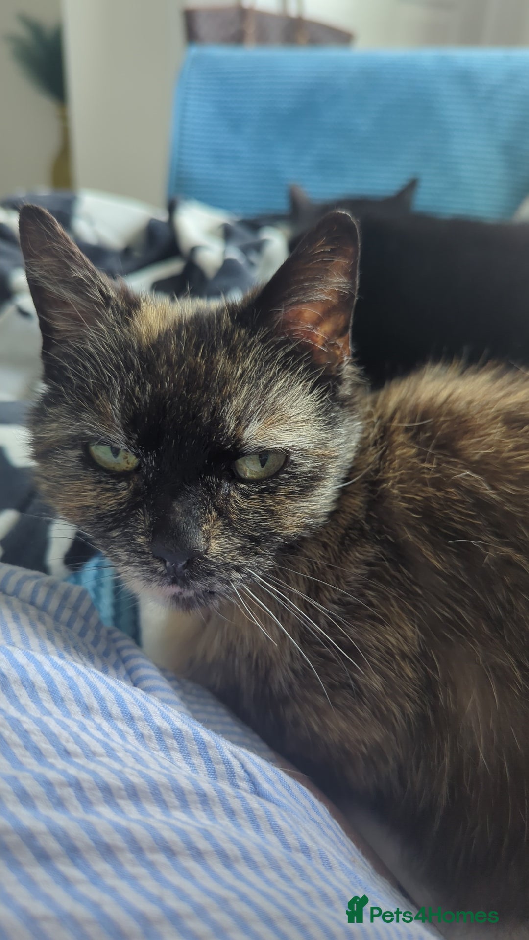 Mixed Breed cats for sale: Torrie female for re-home  - Image 1