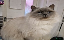 Ragdoll cats for sale: Ragdoll cross - Image 28