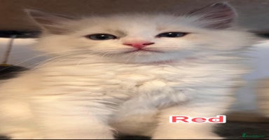Ragdoll cats - Advert 11