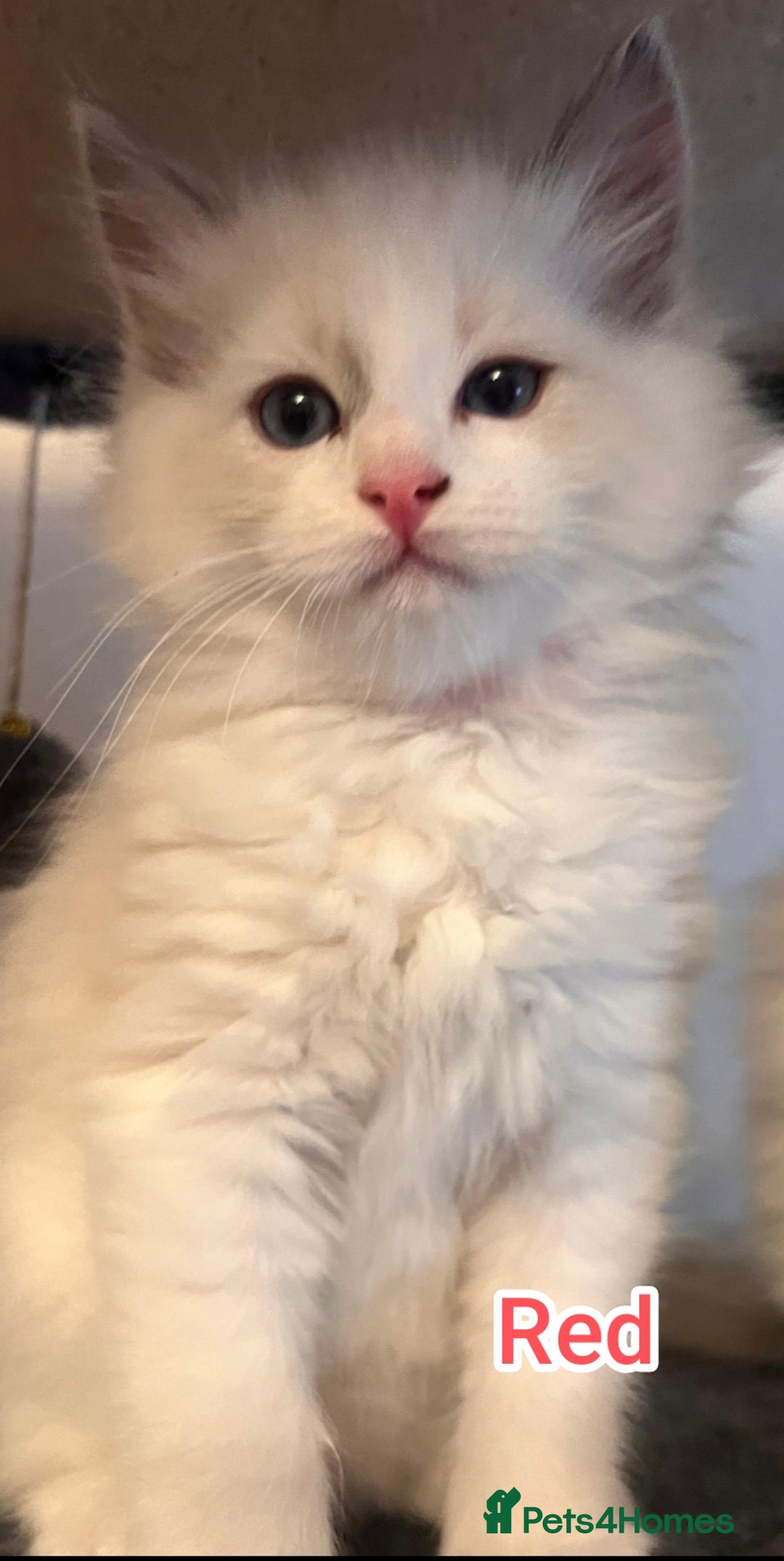 Ragdoll cats for sale: Beautiful Ragdoll Kittens GCCF registered  - Image 3
