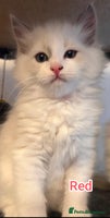 Ragdoll cats - Advert 10