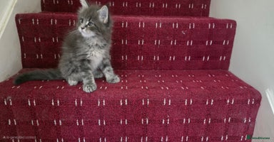 Maine Coon cats - Advert 13