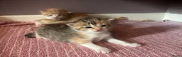 Turkish Van cats for sale: Beautiful little kittens  - Advert 3