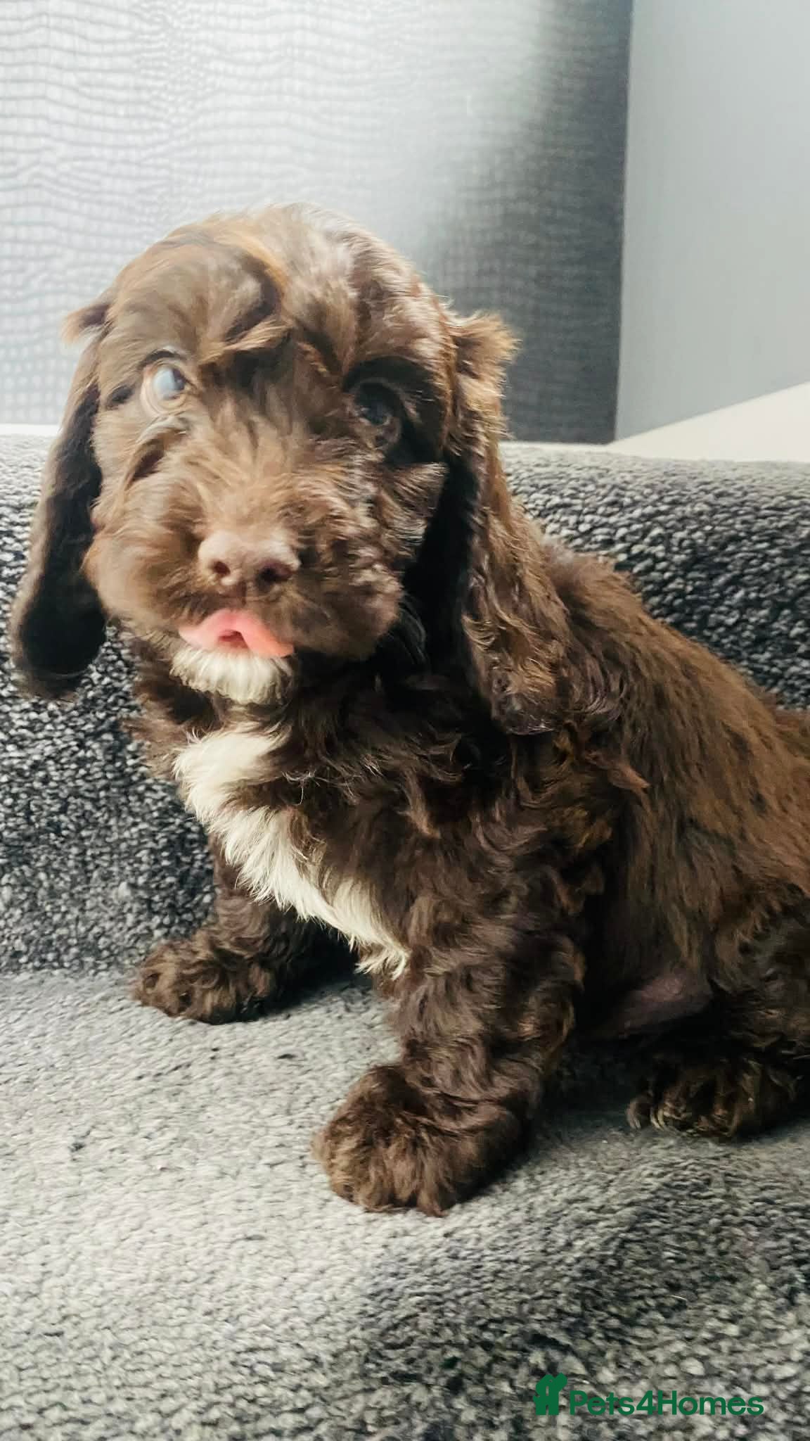 Sproodle dogs Last 2 boys💕ready now 💕 Sprockerpoo Puppies🐶💕 - Advert 1