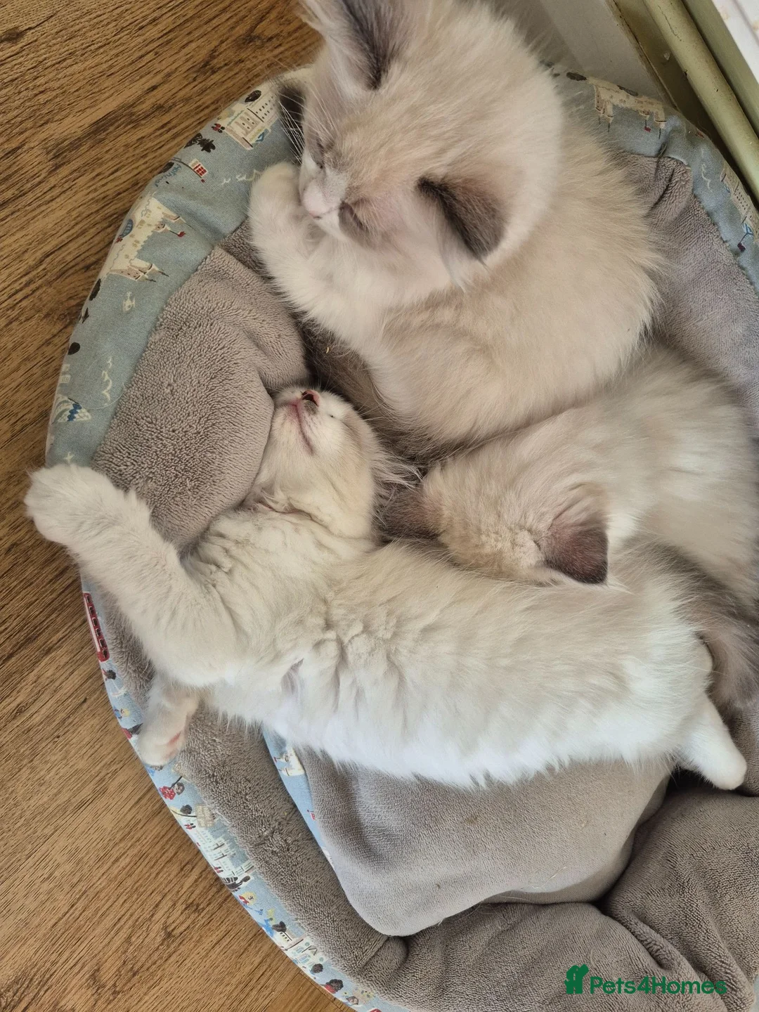 Ragdoll cats for sale: Ragdoll kittens GCCF regsitered - Advert 2