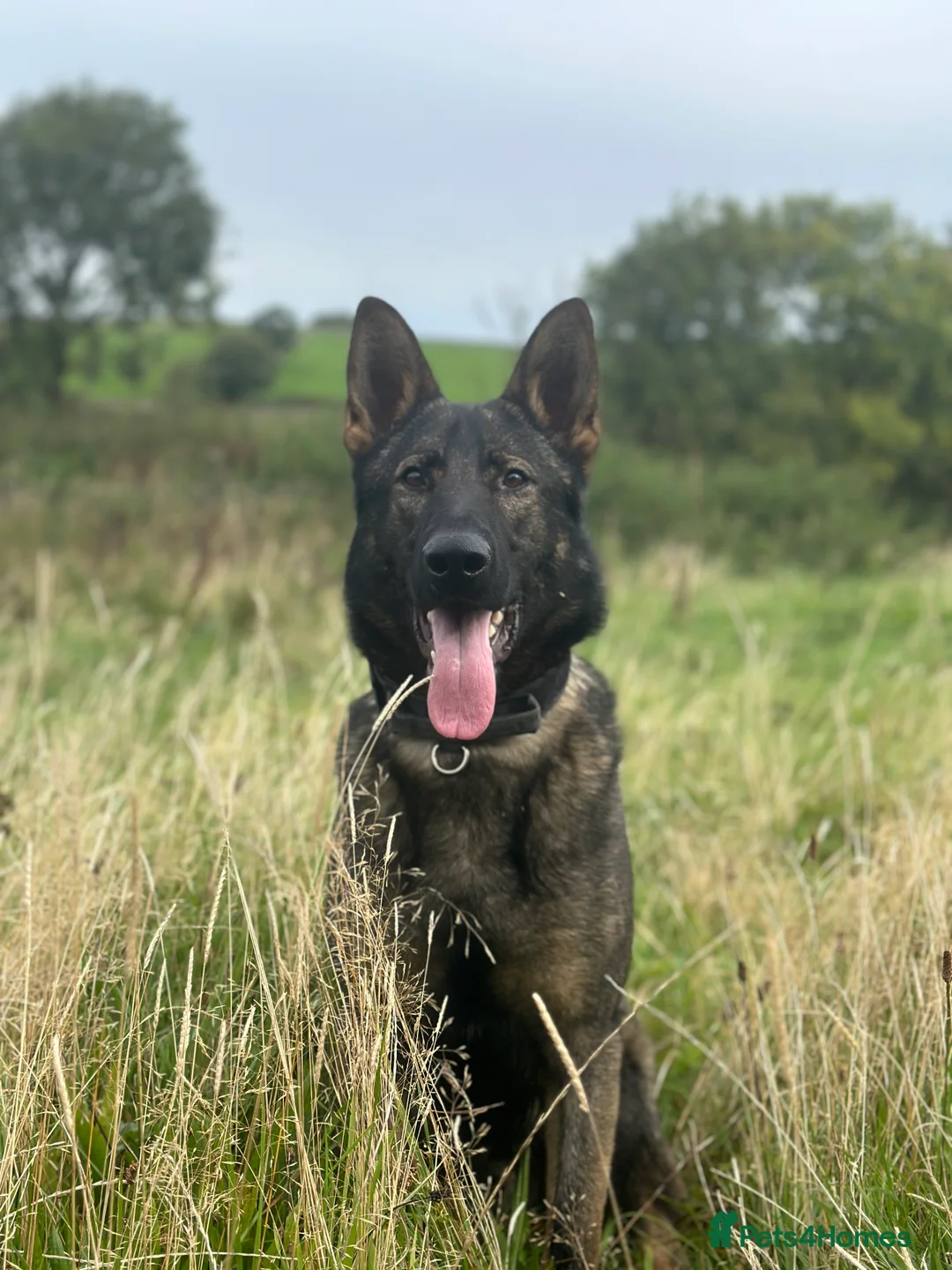 German Shepherd dogs for stud: Dark Sable German Shepherd for Stud in Monmouth - Advert 6