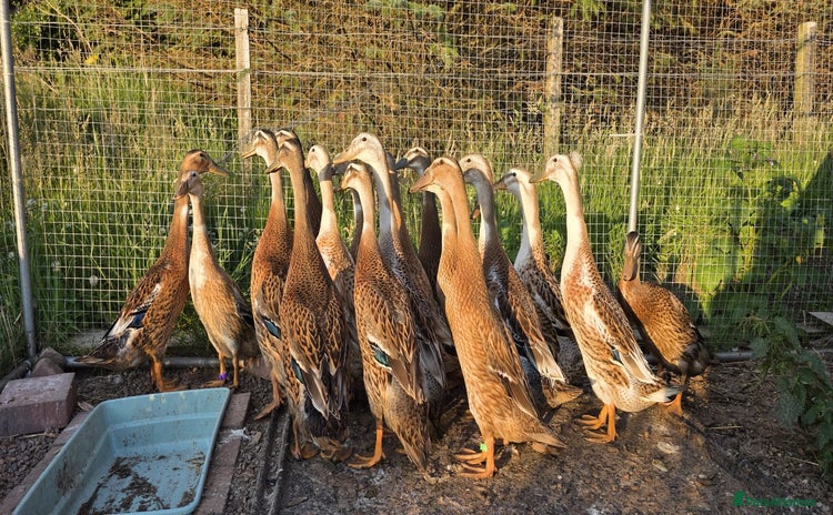 Ducks poultry - Advert 13