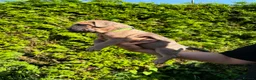 Cane Corso dogs for sale: Cane Corso puppies - Advert 32
