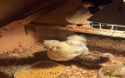 Chickens poultry for sale: 11 Pekin and silkie chickens for sale - Image 3
