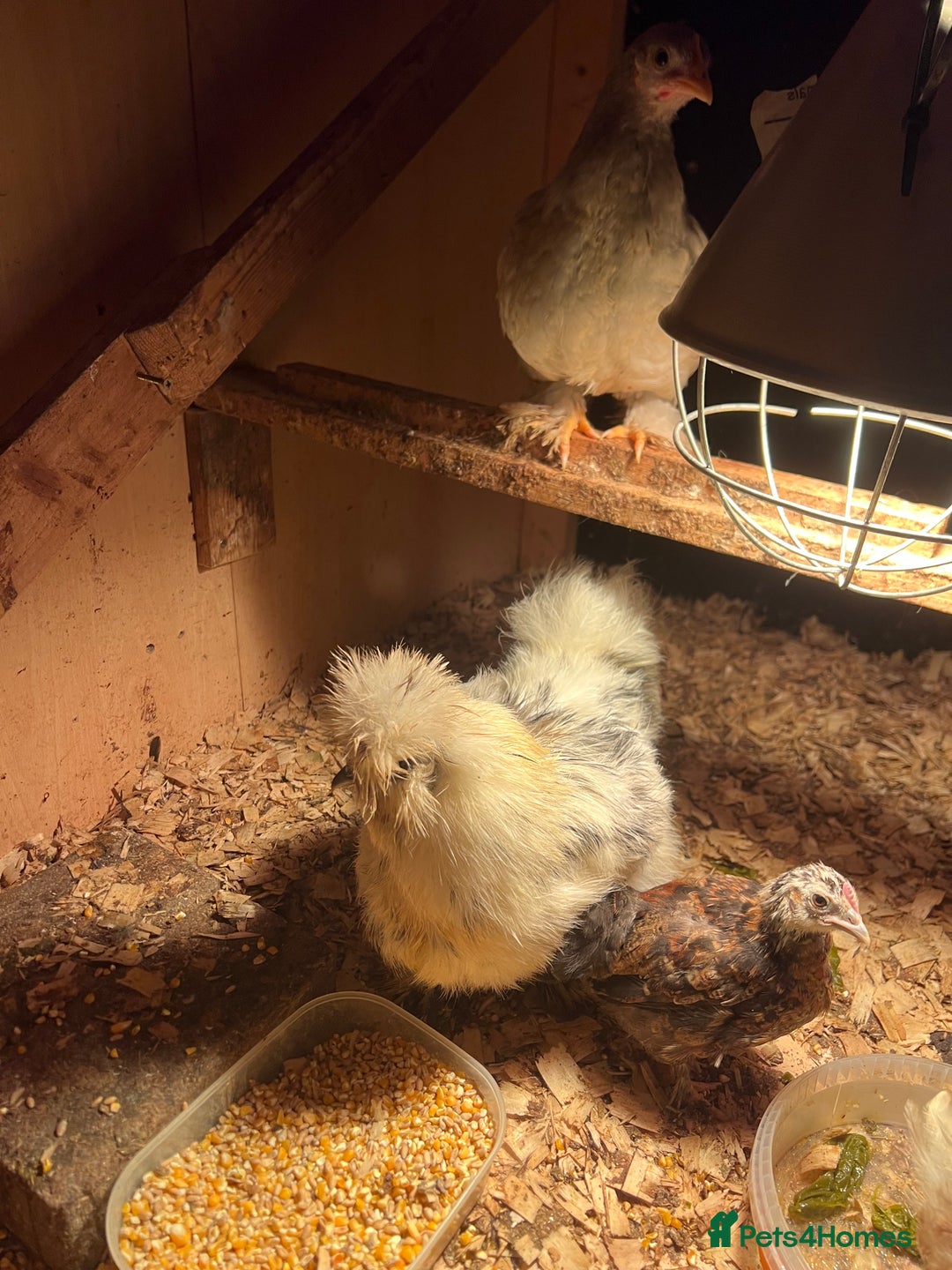 Chickens poultry for sale: 11 Pekin and silkie chickens for sale - Image 3