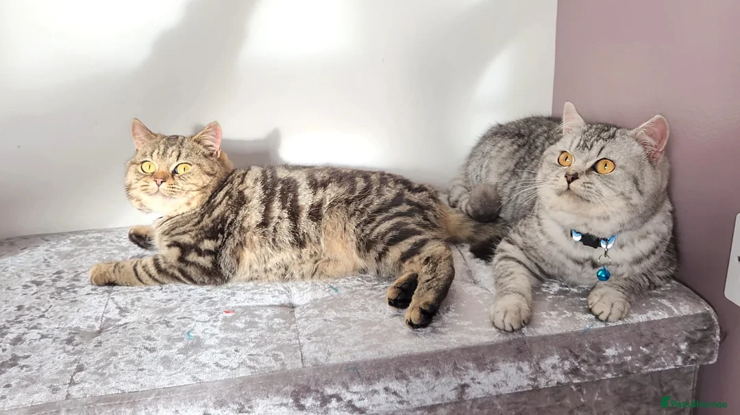 British Shorthair cats for sale: Amazing Quality Pedigree British Shorthair Kittens - Advert 15