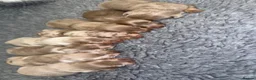 Miniature Dachshund dogs for sale: KC Miniature Dachshund Puppies in Birmingham - Advert 6