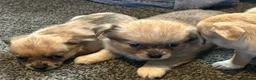 Chihuahua dogs for sale: Cute puppies chihuahua  in Worcester - Advert 5