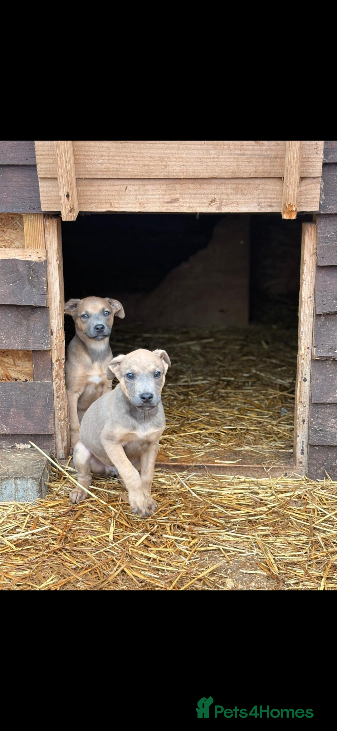 Mixed Breed dogs for sale: Mr crump  - Advert 3