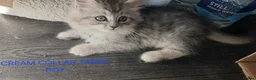 Ragdoll cats for sale: Rare Pattern Ragdoll-Super cudly teddybear kittens - Advert 32