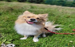 Pomeranian dogs for sale: Looking for my forever home ❤️ - Image 8