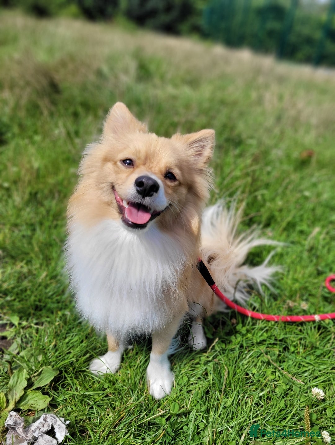 Pomeranian dogs for sale: Looking for my forever home ❤️ - Image 8