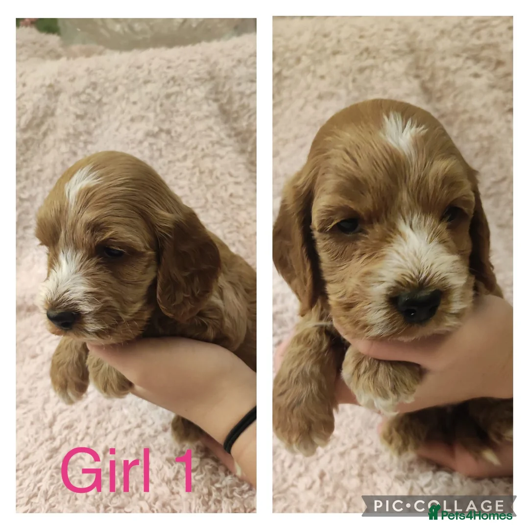 Miniature Poodle dogs for stud: Red Miniature Poodle Stud package Available  in Southampton - Advert 27