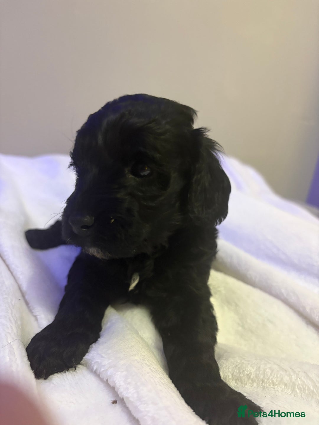 Cavapoo dogs for sale: 2 beautiful cavapoo puppies for sale.  - Advert 4