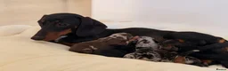 Dachshund dogs for sale: Miniature dachshund puppies  - Advert 18