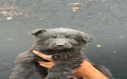 Mixed Breed dogs for sale: Long Coat German Shepherd Puppies for Sale - Image 3
