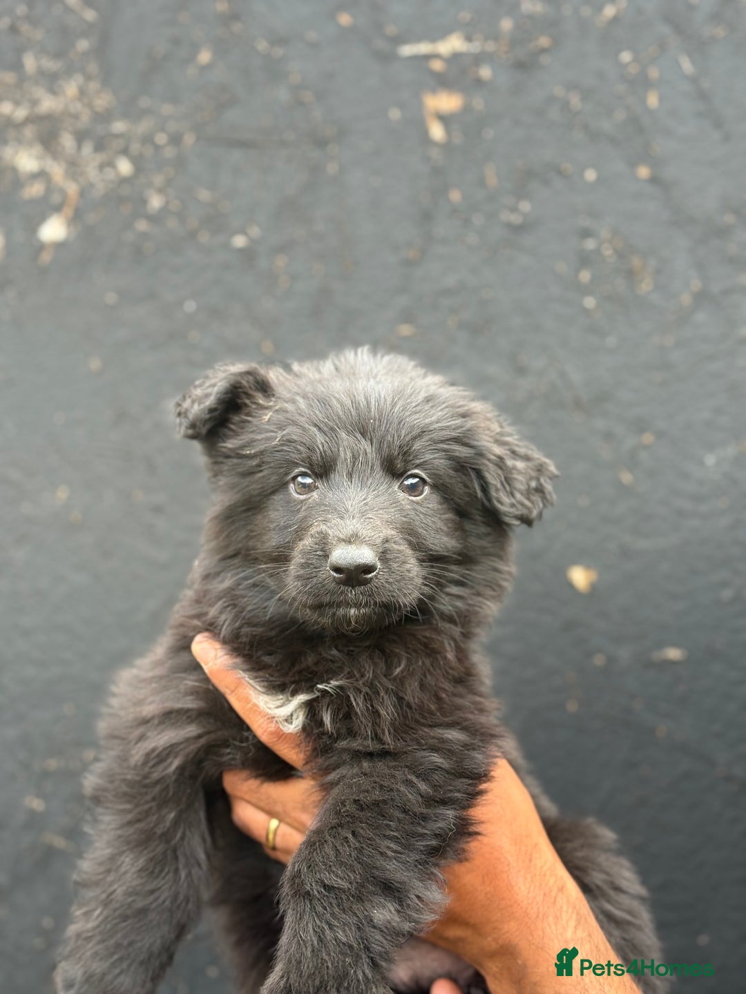 Mixed Breed dogs for sale: Long Coat German Shepherd Puppies for Sale - Image 3