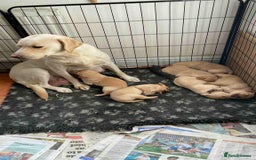 Labrador Retriever dogs for sale: Beautiful K.C Registered Labrador puppies - Image 6