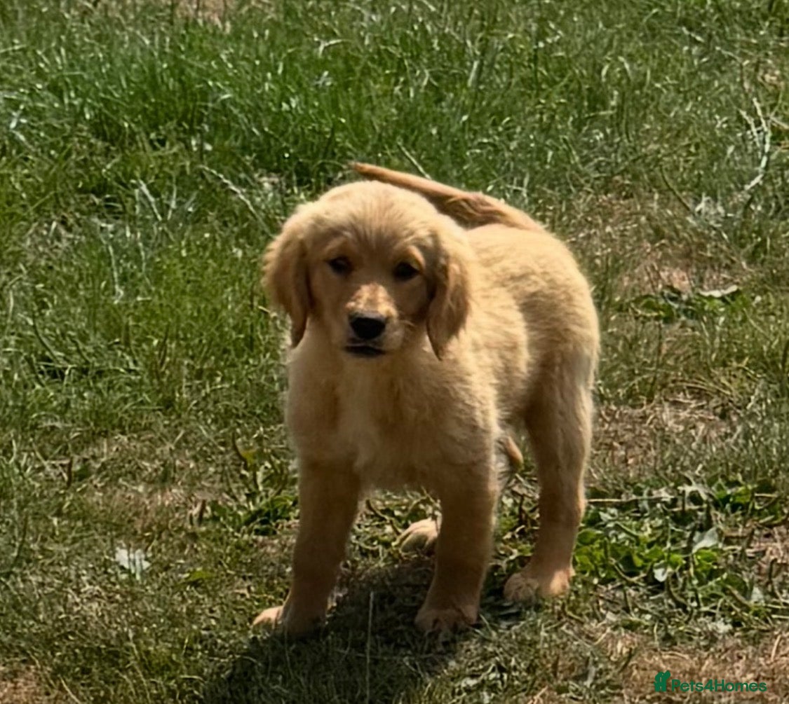 Golden Retriever dogs KC Healthy Golden Retriever Puppies - Advert 2