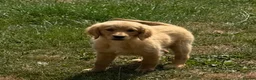 Golden Retriever dogs for sale: KC Healthy Golden Retriever Puppies - Advert 2