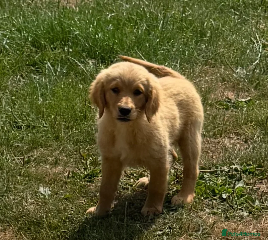 Golden Retriever dogs for sale: KC Healthy Golden Retriever Puppies - Advert 2