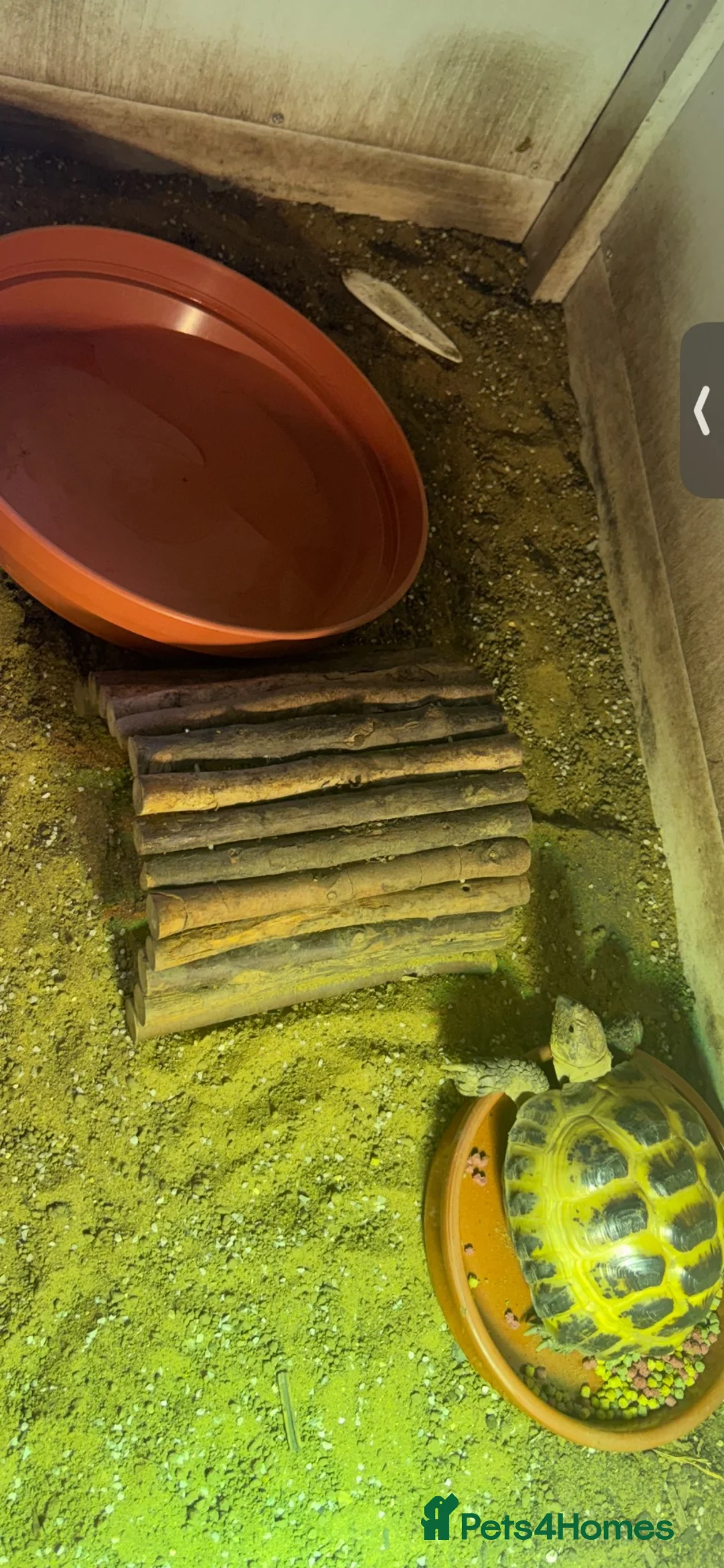 Turtle reptiles for sale: Turtle - Advert 2
