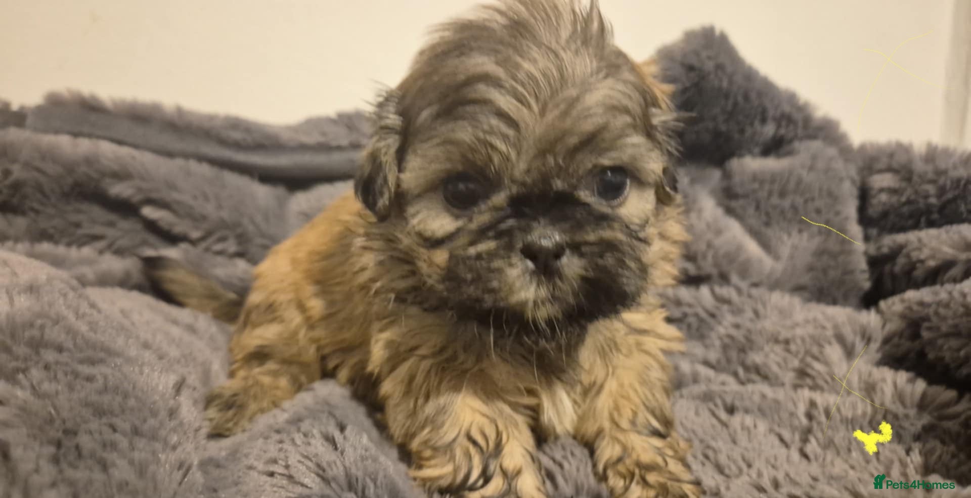 Shih Tzu dogs 💕Quality Purebred Adorable Shih Tzu Puppies💕 - Advert 17