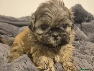 Shih Tzu dogs 💕Quality Purebred Adorable Shih Tzu Puppies💕 - Advert 17