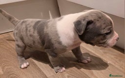 American Bull Staffy dogs for sale: Stunning litter of American bull x staffy puppys  - Advert 9