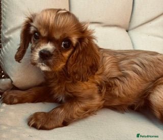 Cavalier King Charles Spaniel dogs Kennel Club registered ruby Cavalier boy puppies. - Advert 2