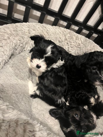 Mixed Breed dogs Maltese cross Chinese crested puppies for sale - Advert 5