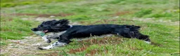 English Springer Spaniel dogs for stud: Heavily marked B&W FULLY HEALTH TESTED ESS - Advert 2