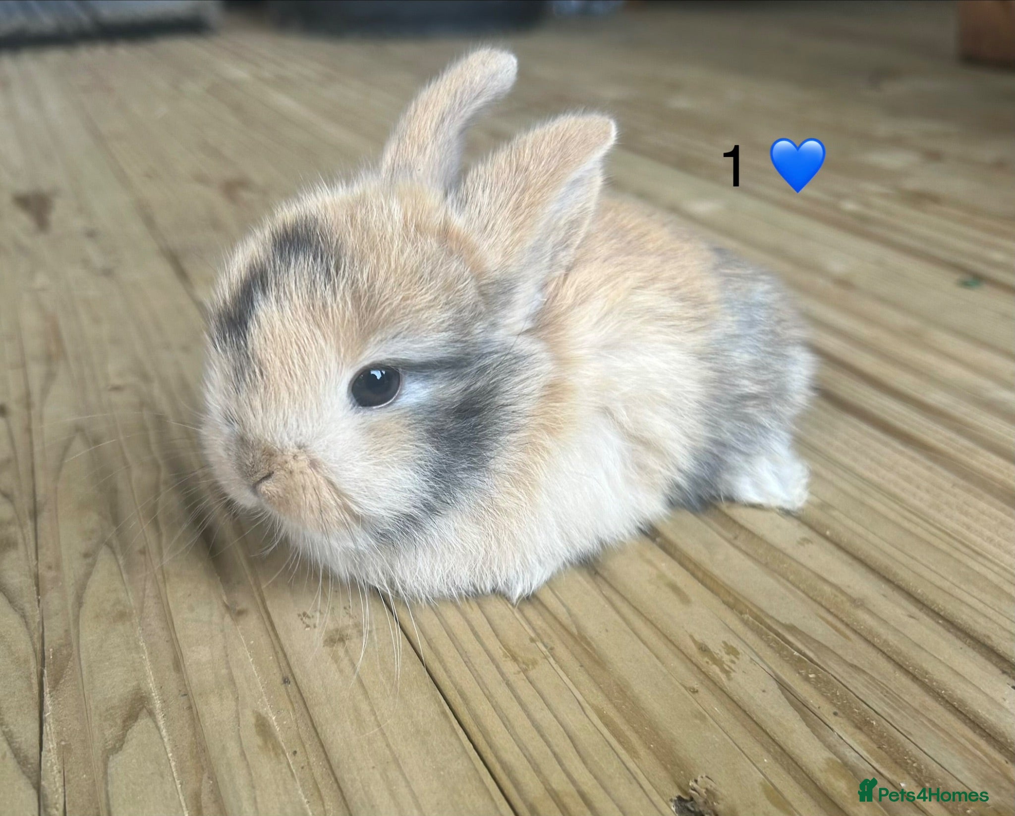 Mini Lop rabbits 6 pure mini lops - Advert 2