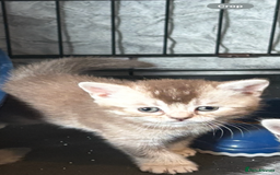 British Shorthair cats for sale: Beautiful silver black tipped girl 💕 - Image 5