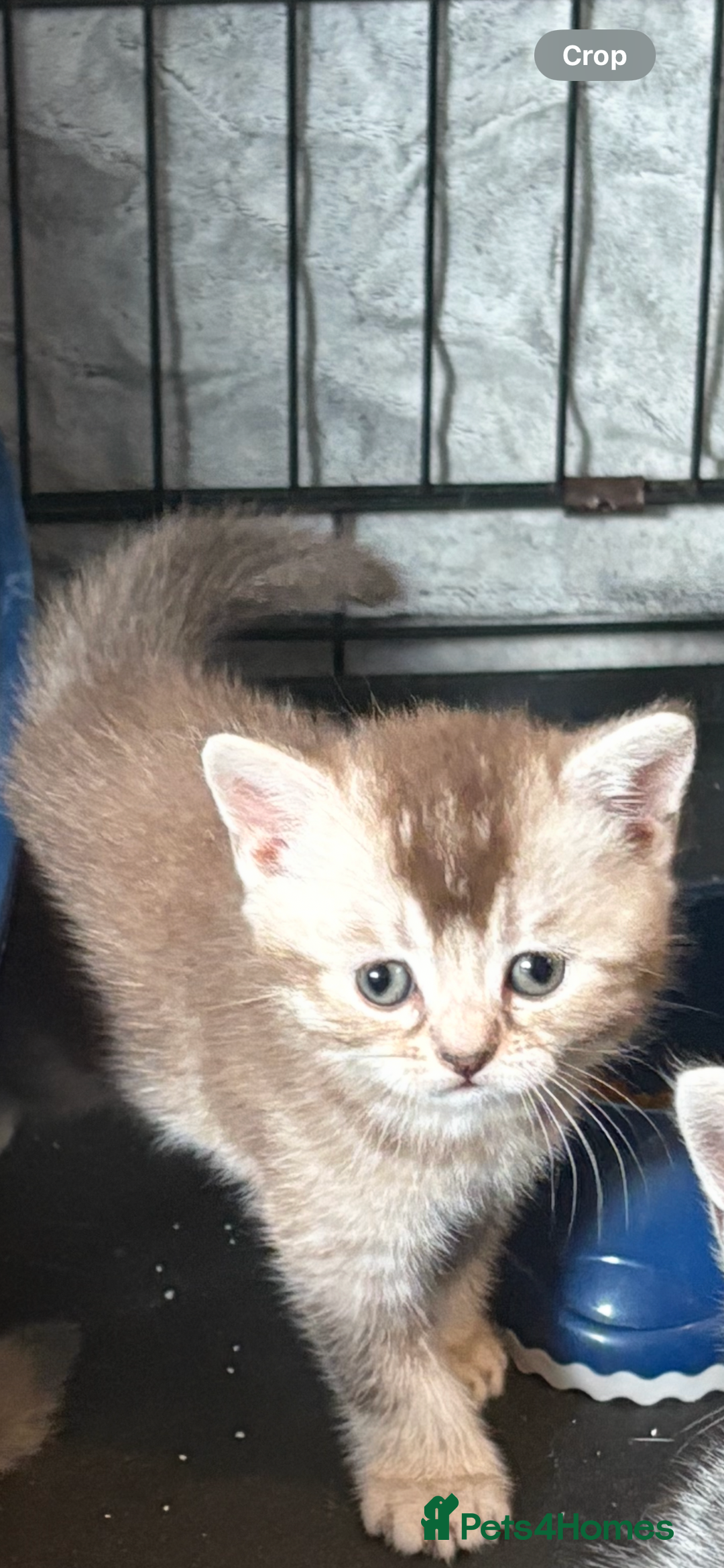 British Shorthair cats for sale: Beautiful silver black tipped girl 💕 - Image 5