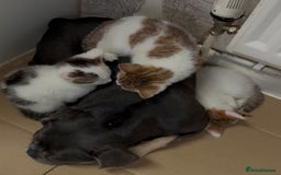 Maine Coon cats for sale: Kittens for sale  - Image 5