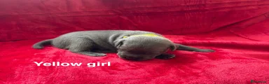 Staffordshire Bull Terrier 5