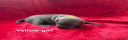 Staffordshire Bull Terrier dogs for sale: 8 stunning staff puppies  - Advert 16