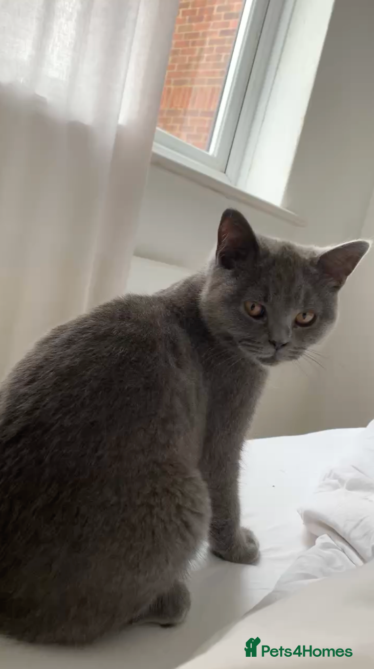 British Shorthair cats British Shorthair Blue Kittens 💛 Raised with Love - Advert 15